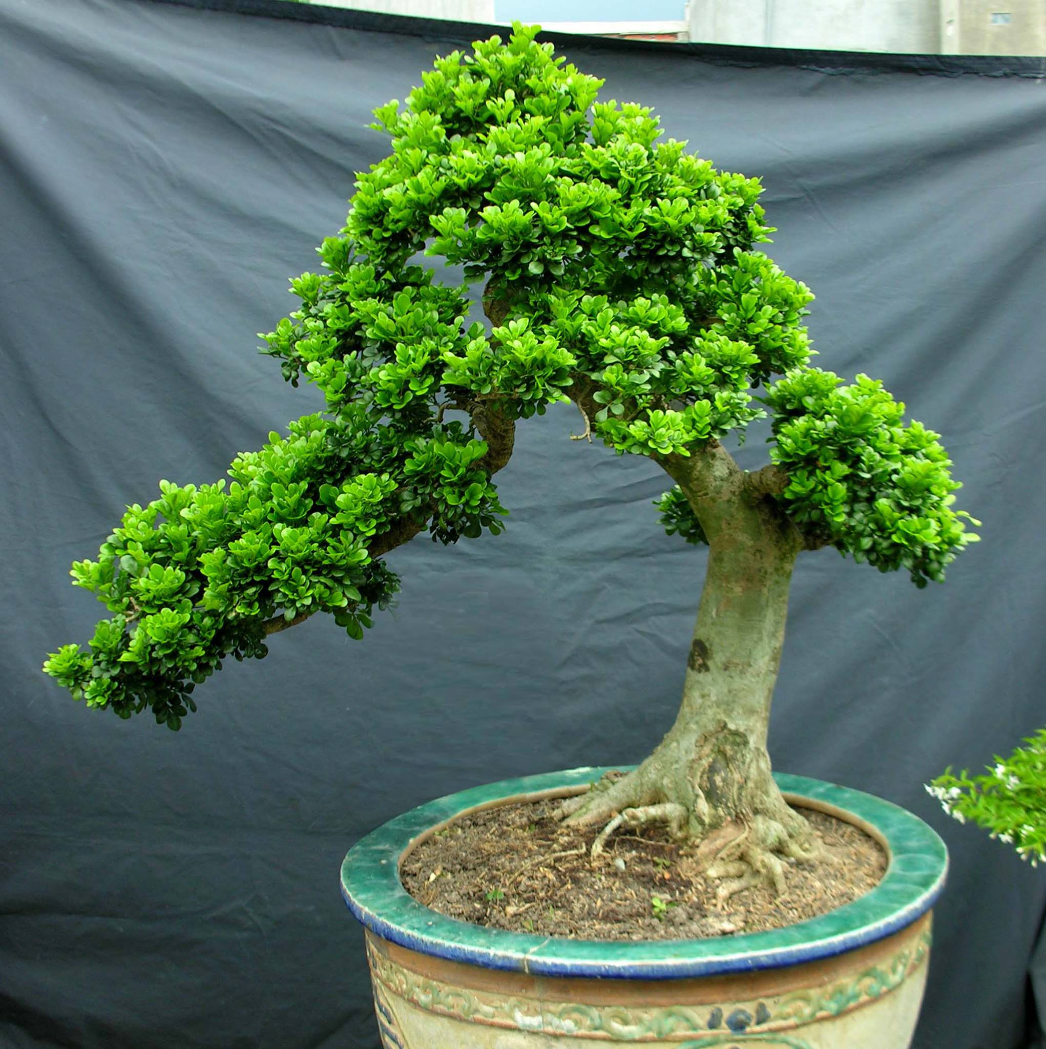 3 cây cảnh bonsai quý tộc, khí chất phi thường, giá trị cao, mang thịnh  vượng, sung túc vào nhà